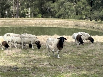 10 x Dorper Ewes