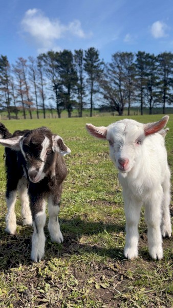 2 beautiful bottle fed saanen and British alpine x Billy kids for sale