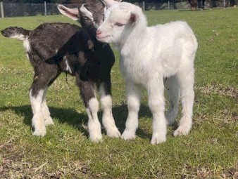2 beautiful bottle fed saanen and British alpine x Billy kids for sale