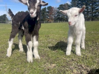 2 beautiful bottle fed saanen and British alpine x Billy kids for sale
