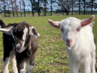 2 beautiful bottle fed saanen and British alpine x Billy kids for sale