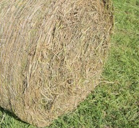 Oaten Hay