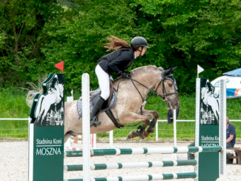 Large Konik Dinalino Gelding Pony with Talent