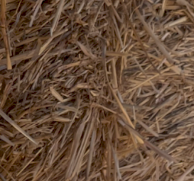 Wheat Straw small bales 
