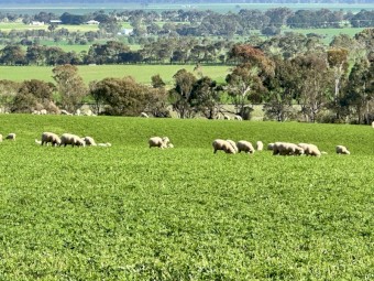 Sheep grazing agistment available from SEPTEMBER 2025