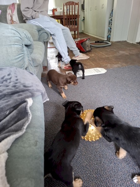  Koolie x Smithfield/Kelpie Puppies 