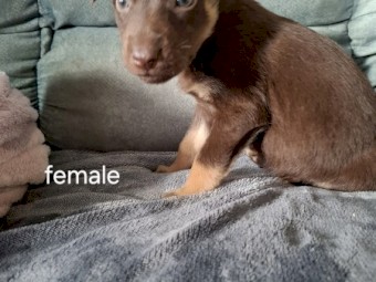 Koolie x Smithfield/Kelpie Puppies 