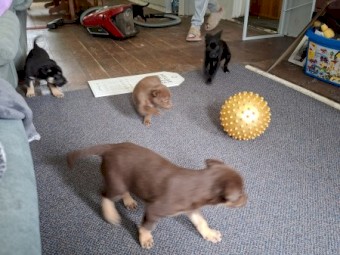  Koolie x Smithfield/Kelpie Puppies 