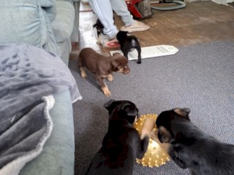  Koolie x Smithfield/Kelpie Puppies 