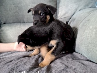  Koolie x Smithfield/Kelpie Puppies 