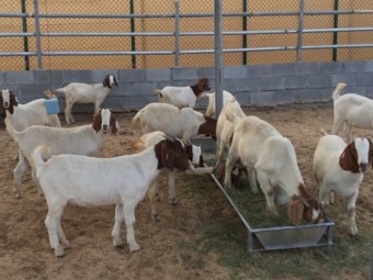 Boer goat for sale 