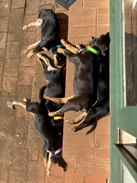 Kelpie x koolie pups