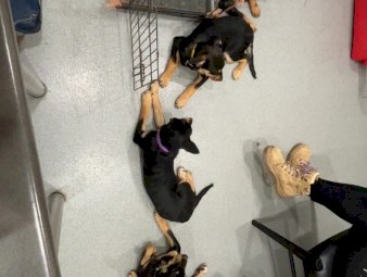 Kelpie x koolie pups