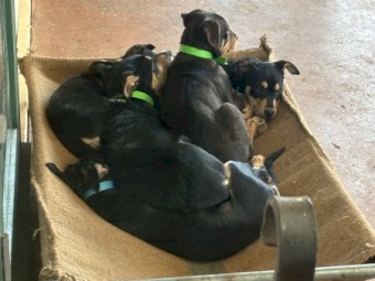 Kelpie x koolie pups