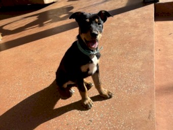 Kelpie x koolie pups