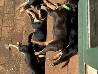 Kelpie x koolie pups