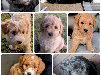 Mini Bordoodle Puppies