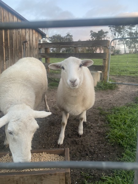 Aussie white Lambs x 2