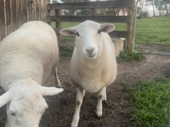 Aussie white Lambs x 2