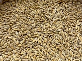 215 t Barley 1        14% + Protein