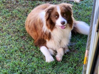 Border Collie Breeder NSW