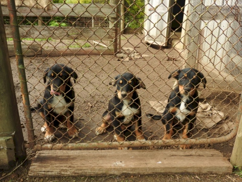 Huntaway / Border Collie Working Dog Pups