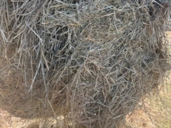  Horse Quality Prairie Grass Hay 4^4