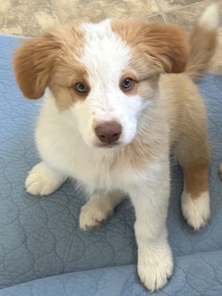 2 x Male Purebred Border Collie Pups