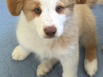2 x Male Purebred Border Collie Pups