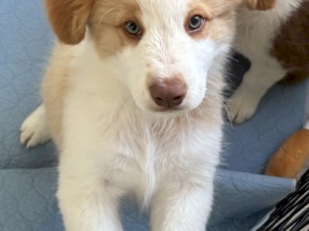2 x Male Purebred Border Collie Pups