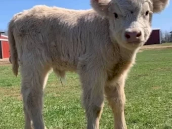 Midsize Highland Heifer Available 