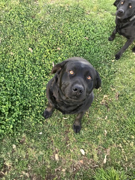 2 Pure Bred Black Labradors with Papers