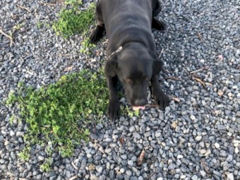 2 Pure Bred Black Labradors with Papers
