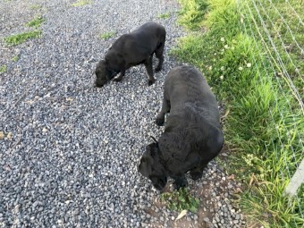 2 Pure Bred Black Labradors with Papers