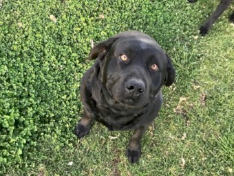 2 Pure Bred Black Labradors with Papers