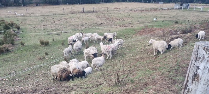 30 x Lambs, Rams and Ewes