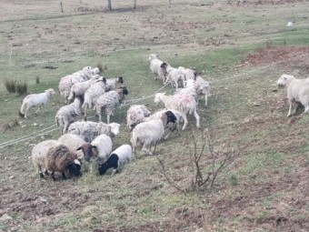 30 x Lambs, Rams and Ewes