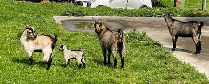 2 X wethers 1 X doe 1 X kid . Rangland X mini