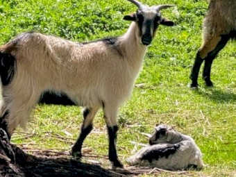 2 X wethers 1 X doe 1 X kid . Rangland X mini