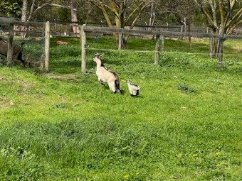 2 X wethers 1 X doe 1 X kid . Rangland X mini