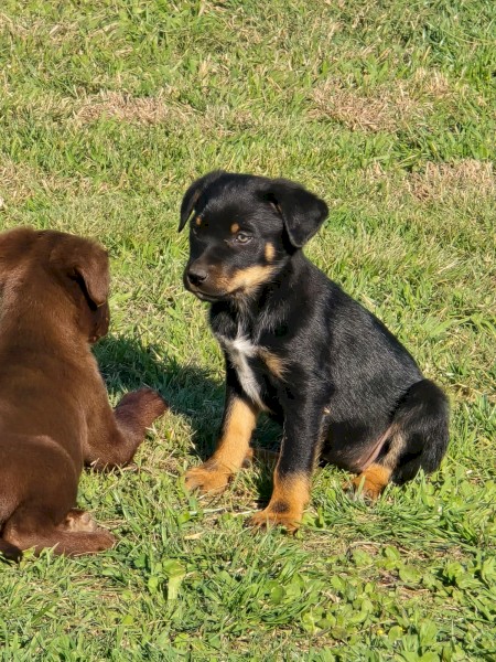 4 Kelpie Pups Ready To Go