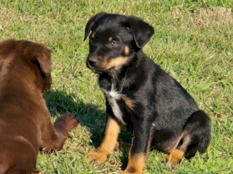 4 Kelpie Pups Ready To Go