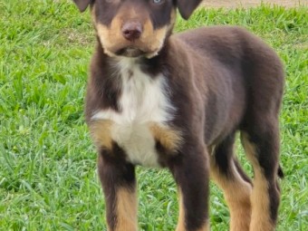 4 Kelpie Pups Ready To Go