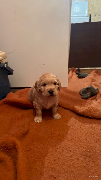 Female Golden Retriever Puppy