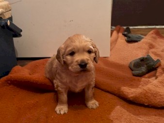 Female Golden Retriever Puppy