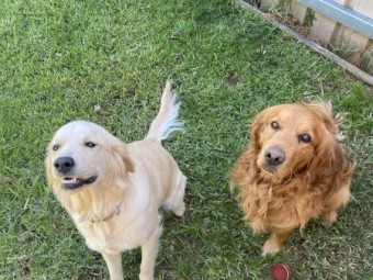 Female Golden Retriever Puppy