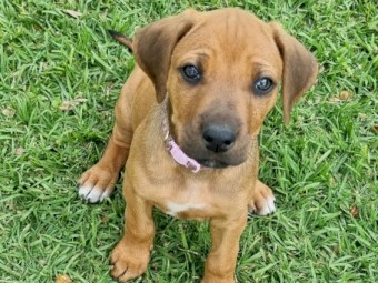 Rhodesian Ridgeback puppies 
