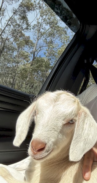 Baby Male Goat