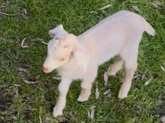 Baby Male Goat