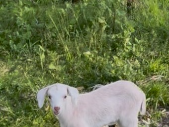 Baby Male Goat